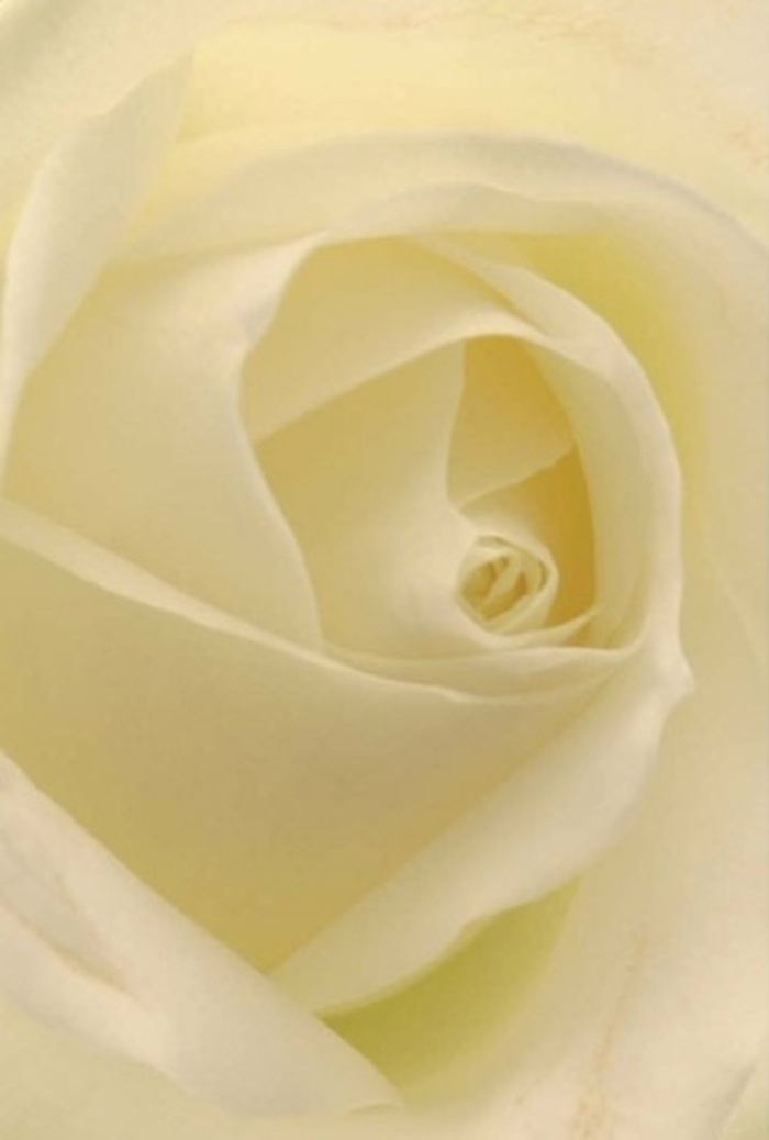 Gazing closely at this classic rose, assembled with care by Merton Florist, the interplay of soft whites and creamy tones across each layered petal calls to mind the gentle calm found along the leafy avenues of Merton Park. The petals are arranged in a perfect spiral, their edges illuminated as though softly lit from within, evoking the glimmer of natural daylight streaming into a cozy Colliers Wood shop. This composition radiates tranquility and class-a timeless offering suitable for romantic gestures, apologies, or as a centrepiece at a local wedding. The nearly flawless core suggests purity and quiet strength, while the subtle gradations in colour and shade emphasize the florist's artful eye. A purified fragrance, mild and clean, suggests a fresh start or a moment of reflection, echoing the sense of peace one might find while wandering the banks of the River Wandle. Every element in this arrangement speaks of enduring beauty and sincere intent-a testament to the refined floral craftsmanship rooted in the heart of Merton.